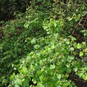 Ribes wolfii P3
